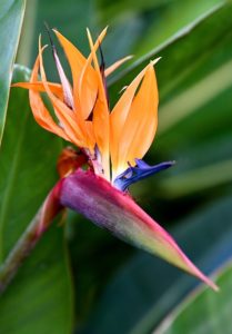 A birds of paradise