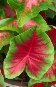 A caladium