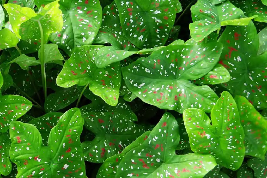 A caladium on the article Syngonium vs Caladium