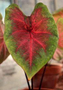 A caladium