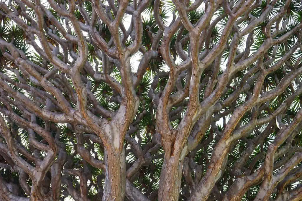 A dragon tree on the article How to Save a Dying Dracaena Marginata Plant