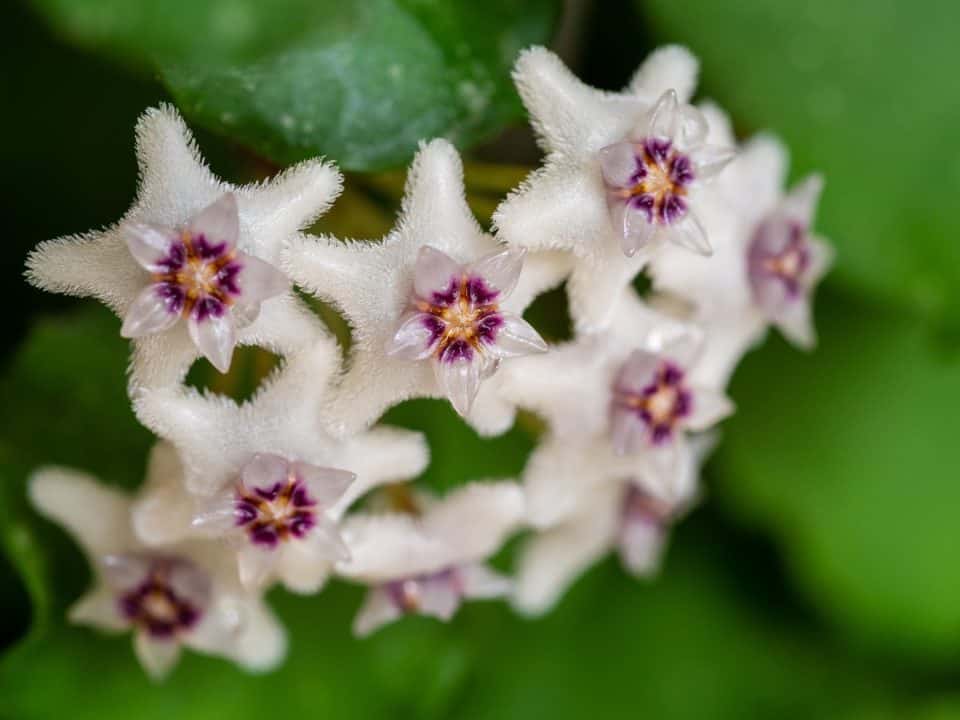 A hoya plant on the article How to Treat a Hoya with Fungal Leaf Spots
