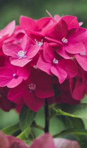 A red flower