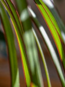 A dragon tree plant on the article How to Save a Dying Dracaena Marginata Plant