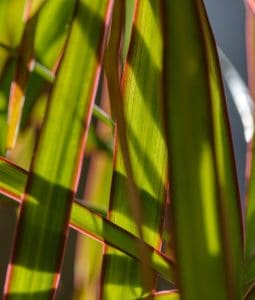 A dracaena marginata