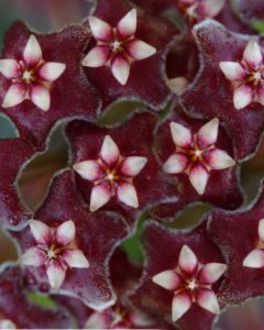 Hoya flowers