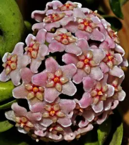 A light pink hoya flower