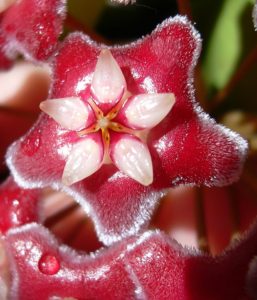 A white and pink flower