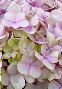 A pink hydrangea