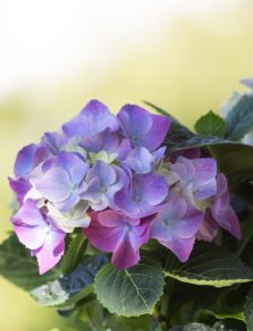 A hydrangea head