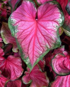 A caladium