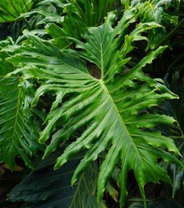 A Philodendron Selloum