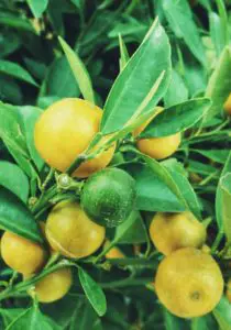 A lemon tree on the article Top 10 Best Indoor Floor Plants