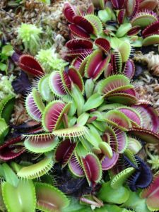 A venus flytrap