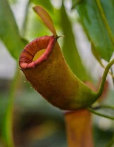 A pitcher plant