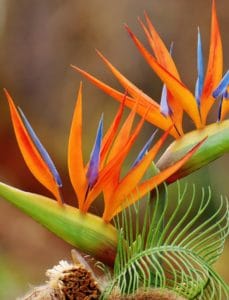 A birds of paradise