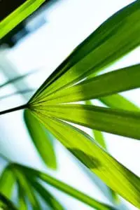 Leaves on a palm tree