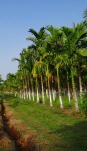 Lots of areca palms