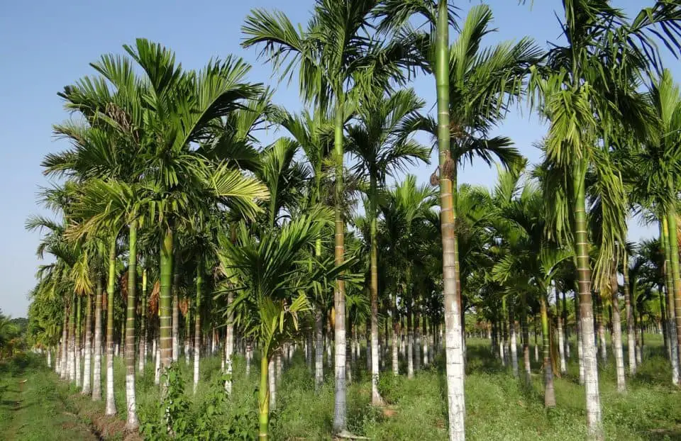 An areca palm on the article Kentia Palm vs Areca Palm