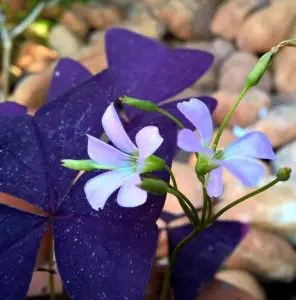 A purple leaved flower