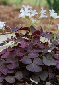 A oxalis Purple Shamrock