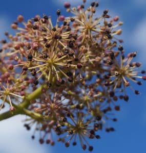 An aralia plant