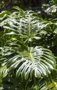 A Philodendron Selloum