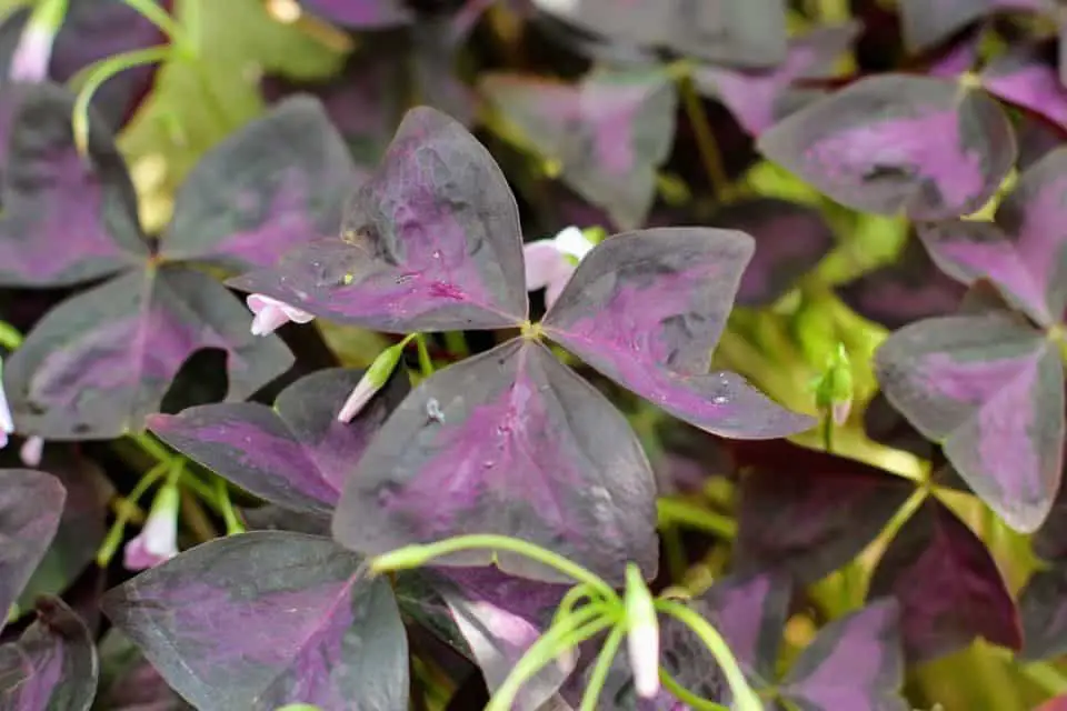 An oxalis on the article How To Fix Your Oxalis (Purple Shamrock) Problems