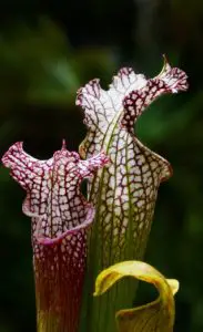 A trumpet pitcher plant on the article What are the Best Carnivorous Plants to Reduce Flies