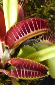 A venus flytrap