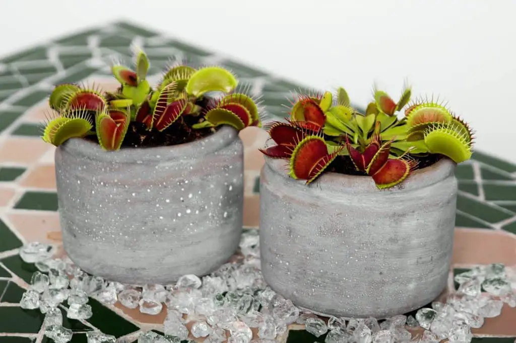 A venus flytrap on the article What are the Best Carnivorous Plants to Reduce Flies