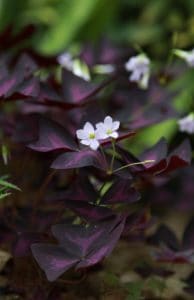 A Purple Shamrock