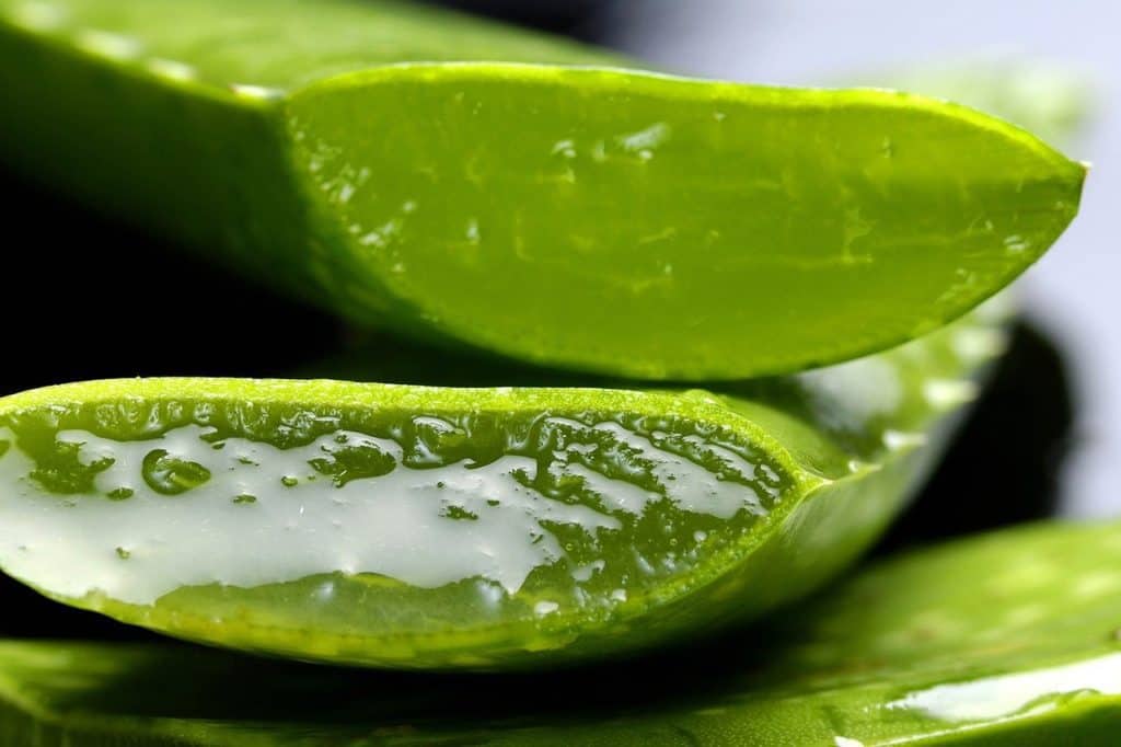A aloe vera plant on the article Why Does My Aloe Plant Have No Roots