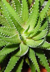 An aloe plant