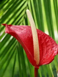 A red anthurium