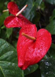 A anthurium flower