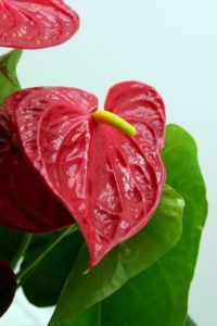 A red anthurium