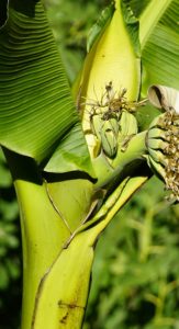 A banana plant