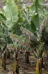 Lots of banana plants