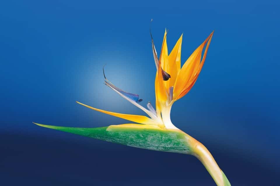 A birds of paradise on the article How Do You Treat Root Rot in Bird of Paradise