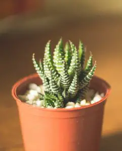 A small green cacti