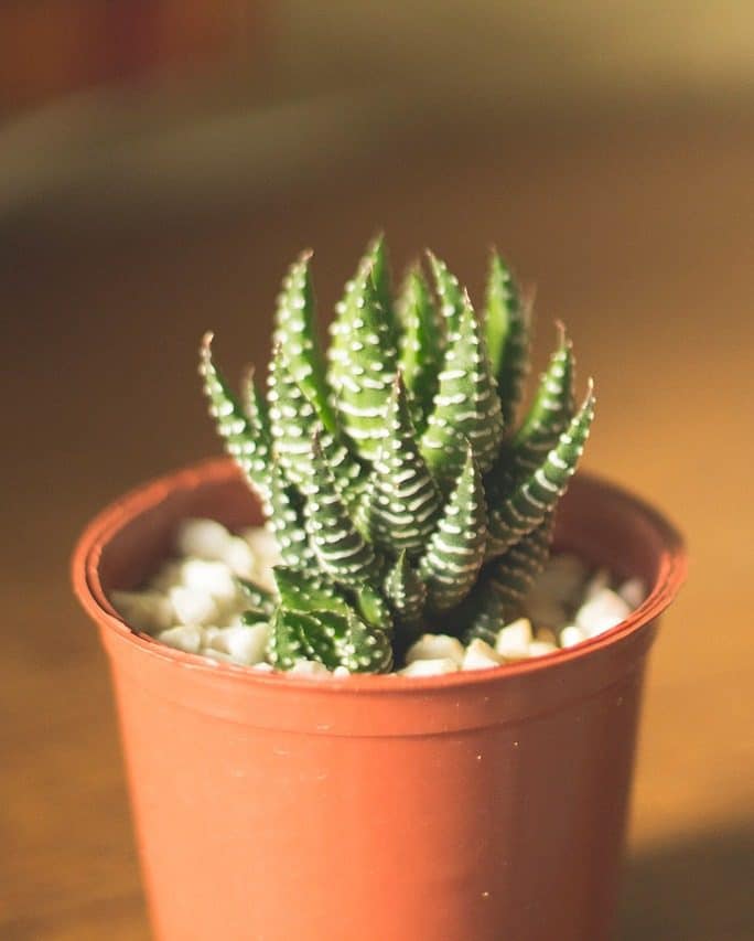 Why are my Cactus Needles Turning Brown & How to Fix it