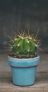 A cactus in a blue pit