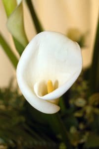 A white flower