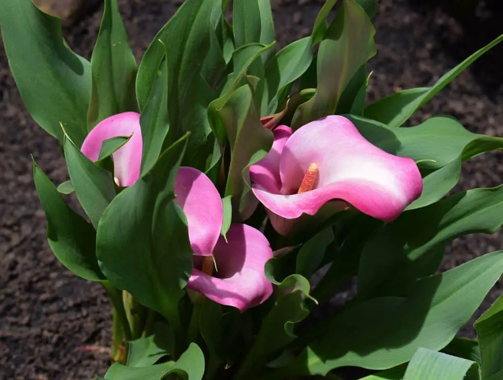 A calla lily on the article How Do You Revive A Dying Calla Lily