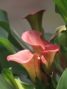 A calla lily