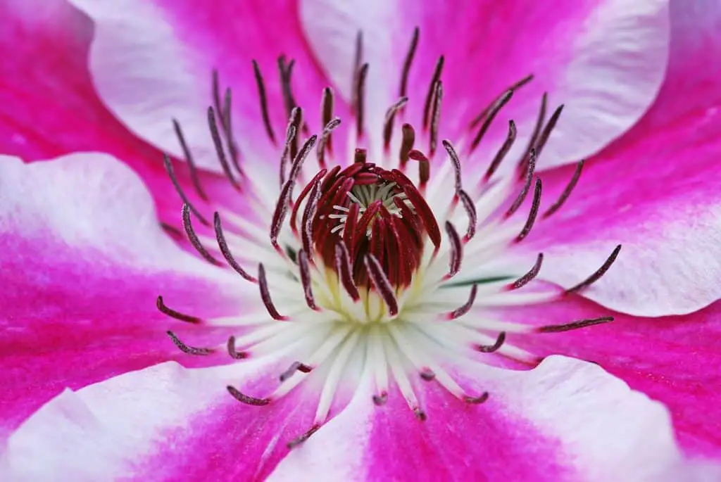 A clematis on the article Best Climbing Plants for Shallow Soil
