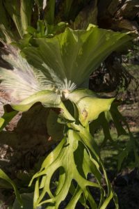 A green fern