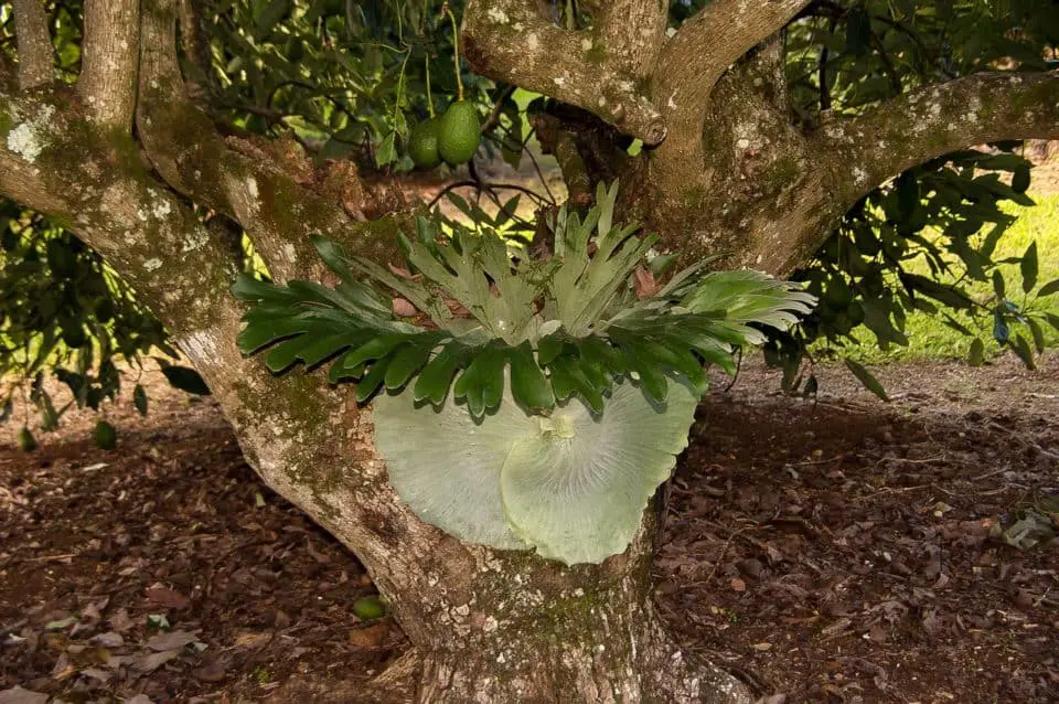 A elkhorn fern on the article How To Save A Dying Staghorn Fern
