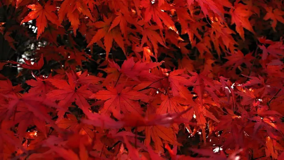 A red maple on the article Where Should You Plant A Japanese Maple Tree